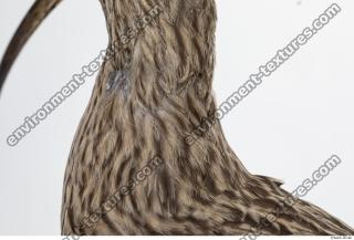 animal skin feather 0017